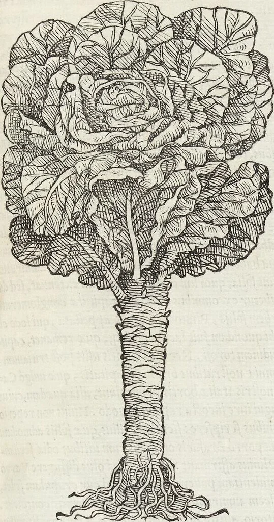 An illustration from Petri Andreae Matthioli Medici Senensis Commentarii, In Libros Sex Pedacii Dioscoridis Anazarbei, De Medica Materia: Adiectis quàm plurimis plantarum & animalium imaginibus, eodem authore, 1554, leaf 301