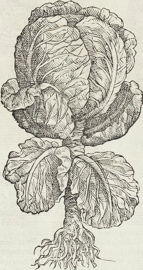 An illustration from Petri Andreae Matthioli Medici Senensis Commentarii, In Libros Sex Pedacii Dioscoridis Anazarbei, De Medica Materia: Adiectis quàm plurimis plantarum & animalium imaginibus, eodem authore, 1554, leaf 301