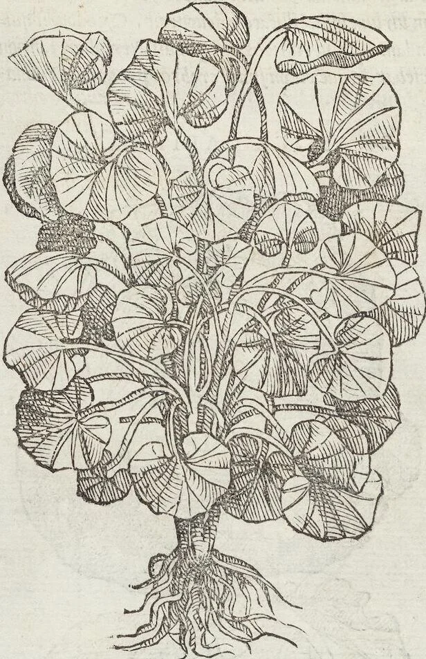 An illustration from Petri Andreae Matthioli Medici Senensis Commentarii, In Libros Sex Pedacii Dioscoridis Anazarbei, De Medica Materia: Adiectis quàm plurimis plantarum & animalium imaginibus, eodem authore, 1554, leaf 302