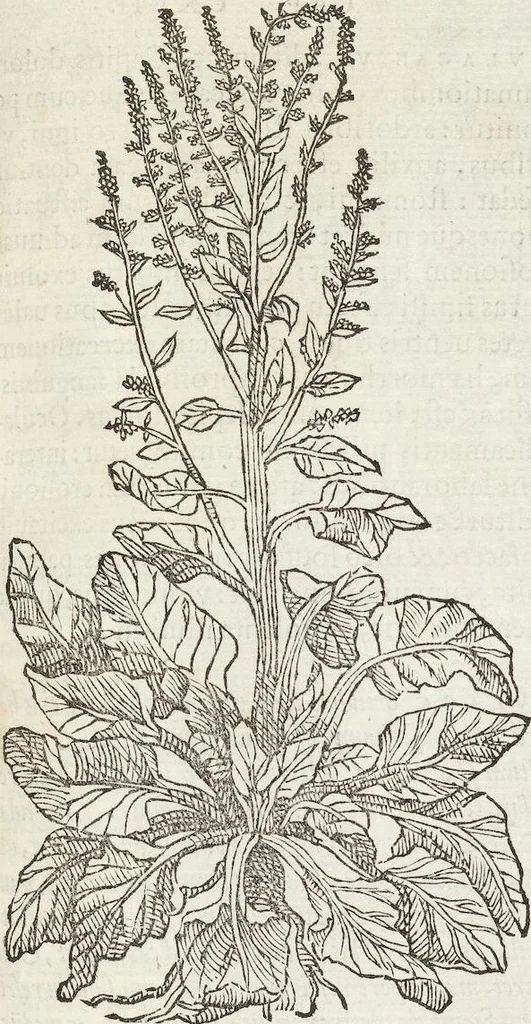 An illustration from Petri Andreae Matthioli Medici Senensis Commentarii, In Libros Sex Pedacii Dioscoridis Anazarbei, De Medica Materia: Adiectis quàm plurimis plantarum & animalium imaginibus, eodem authore, 1554, leaf 303