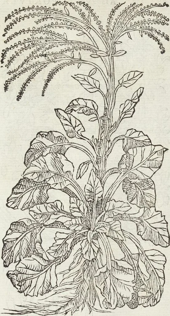 An illustration from Petri Andreae Matthioli Medici Senensis Commentarii, In Libros Sex Pedacii Dioscoridis Anazarbei, De Medica Materia: Adiectis quàm plurimis plantarum & animalium imaginibus, eodem authore, 1554, leaf 303