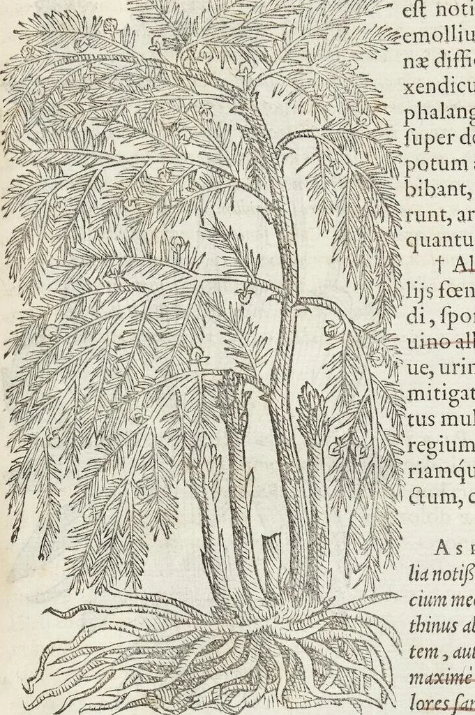 An illustration from Petri Andreae Matthioli Medici Senensis Commentarii, In Libros Sex Pedacii Dioscoridis Anazarbei, De Medica Materia: Adiectis quàm plurimis plantarum & animalium imaginibus, eodem authore, 1554, leaf 305