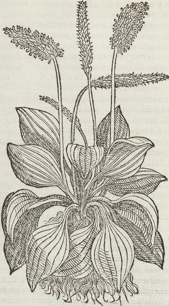 An illustration from Petri Andreae Matthioli Medici Senensis Commentarii, In Libros Sex Pedacii Dioscoridis Anazarbei, De Medica Materia: Adiectis quàm plurimis plantarum & animalium imaginibus, eodem authore, 1554, leaf 306