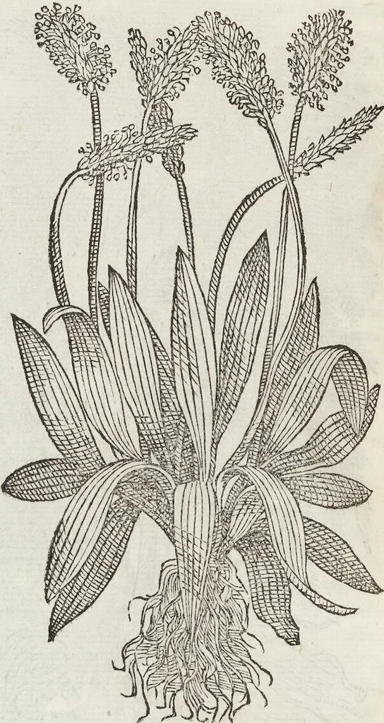 An illustration from Petri Andreae Matthioli Medici Senensis Commentarii, In Libros Sex Pedacii Dioscoridis Anazarbei, De Medica Materia: Adiectis quàm plurimis plantarum & animalium imaginibus, eodem authore, 1554, leaf 306