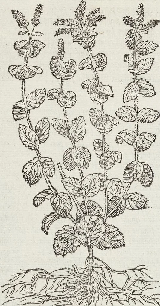 An illustration from Petri Andreae Matthioli Medici Senensis Commentarii, In Libros Sex Pedacii Dioscoridis Anazarbei, De Medica Materia: Adiectis quàm plurimis plantarum & animalium imaginibus, eodem authore, 1554, leaf 308
