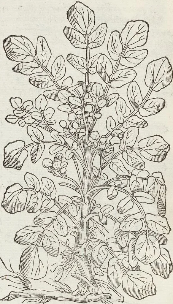An illustration from Petri Andreae Matthioli Medici Senensis Commentarii, In Libros Sex Pedacii Dioscoridis Anazarbei, De Medica Materia: Adiectis quàm plurimis plantarum & animalium imaginibus, eodem authore, 1554, leaf 308