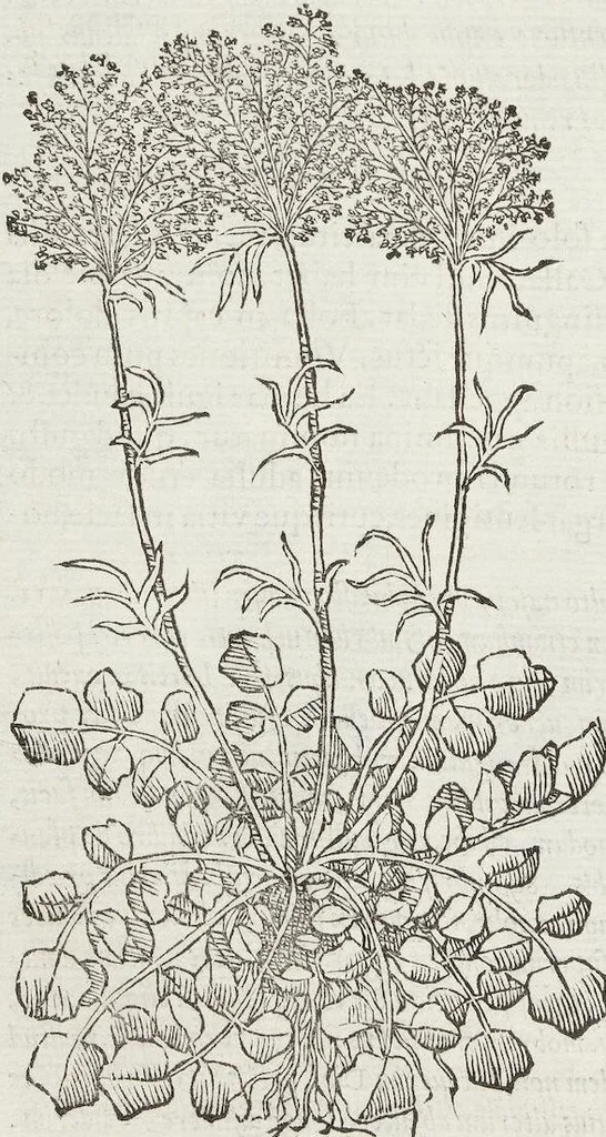An illustration from Petri Andreae Matthioli Medici Senensis Commentarii, In Libros Sex Pedacii Dioscoridis Anazarbei, De Medica Materia: Adiectis quàm plurimis plantarum & animalium imaginibus, eodem authore, 1554, leaf 308