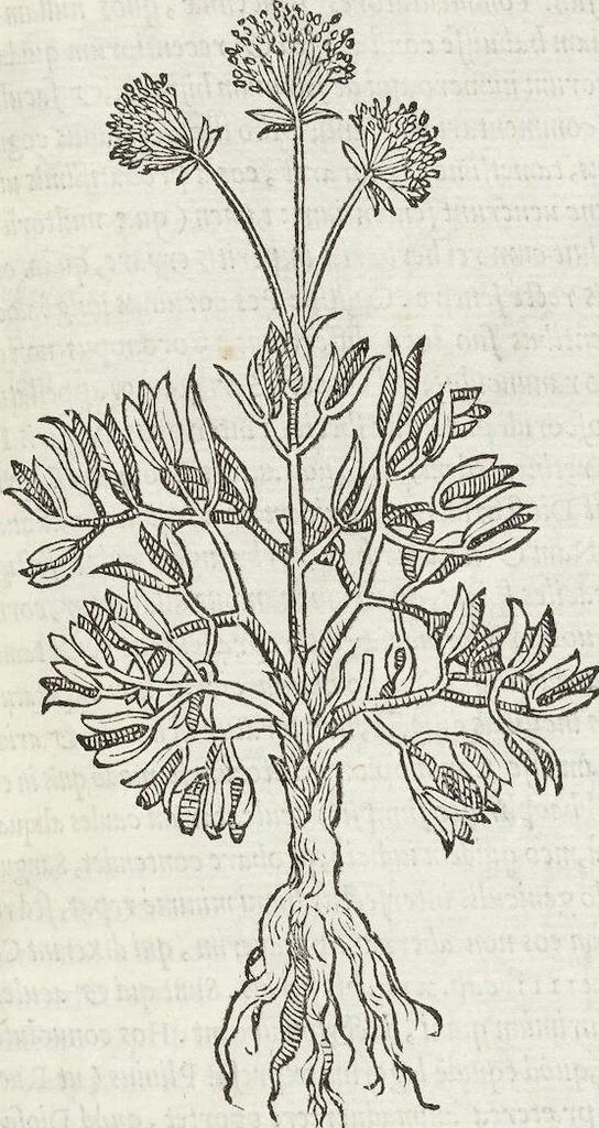 An illustration from Petri Andreae Matthioli Medici Senensis Commentarii, In Libros Sex Pedacii Dioscoridis Anazarbei, De Medica Materia: Adiectis quàm plurimis plantarum & animalium imaginibus, eodem authore, 1554, leaf 309