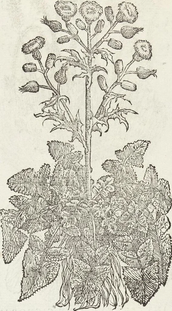 An illustration from Petri Andreae Matthioli Medici Senensis Commentarii, In Libros Sex Pedacii Dioscoridis Anazarbei, De Medica Materia: Adiectis quàm plurimis plantarum & animalium imaginibus, eodem authore, 1554, leaf 311