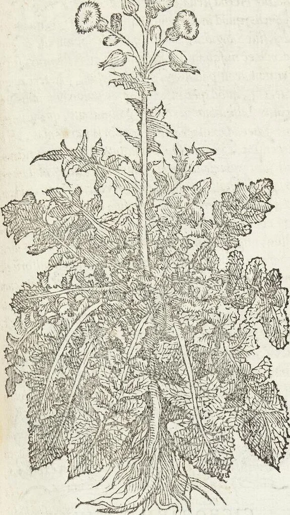 An illustration from Petri Andreae Matthioli Medici Senensis Commentarii, In Libros Sex Pedacii Dioscoridis Anazarbei, De Medica Materia: Adiectis quàm plurimis plantarum & animalium imaginibus, eodem authore, 1554, leaf 311