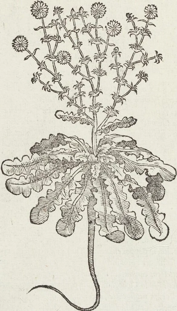 An illustration from Petri Andreae Matthioli Medici Senensis Commentarii, In Libros Sex Pedacii Dioscoridis Anazarbei, De Medica Materia: Adiectis quàm plurimis plantarum & animalium imaginibus, eodem authore, 1554, leaf 314