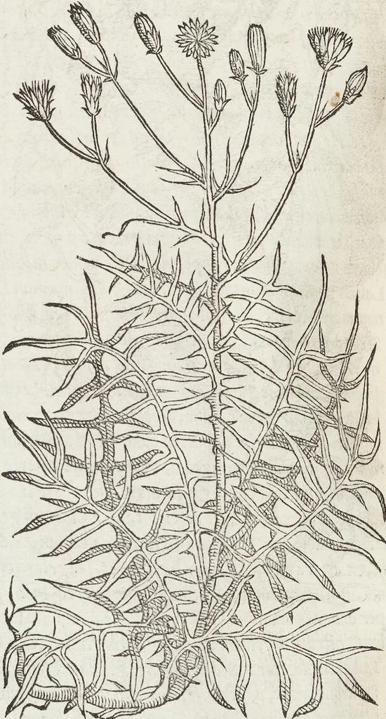 An illustration from Petri Andreae Matthioli Medici Senensis Commentarii, In Libros Sex Pedacii Dioscoridis Anazarbei, De Medica Materia: Adiectis quàm plurimis plantarum & animalium imaginibus, eodem authore, 1554, leaf 314