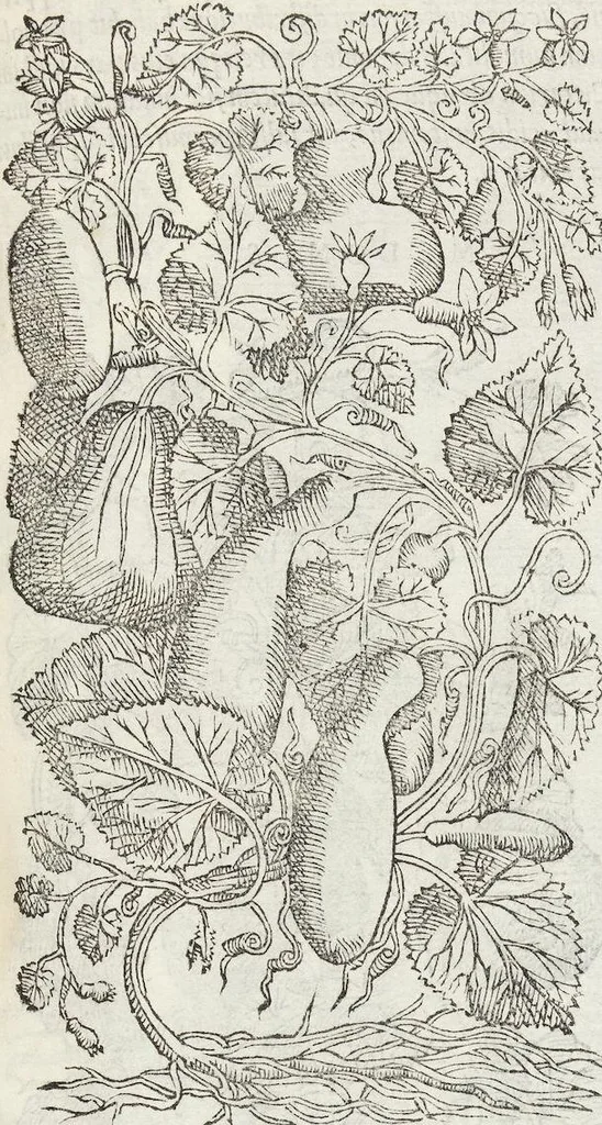 An illustration from Petri Andreae Matthioli Medici Senensis Commentarii, In Libros Sex Pedacii Dioscoridis Anazarbei, De Medica Materia: Adiectis quàm plurimis plantarum & animalium imaginibus, eodem authore, 1554, leaf 315