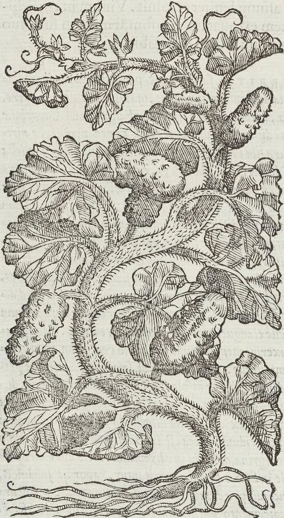 An illustration from Petri Andreae Matthioli Medici Senensis Commentarii, In Libros Sex Pedacii Dioscoridis Anazarbei, De Medica Materia: Adiectis quàm plurimis plantarum & animalium imaginibus, eodem authore, 1554, leaf 316