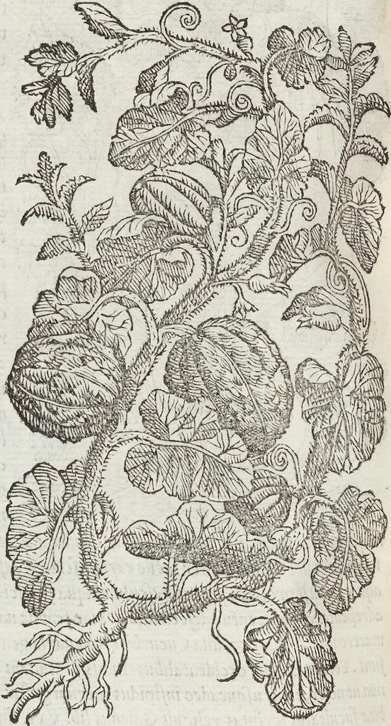 An illustration from Petri Andreae Matthioli Medici Senensis Commentarii, In Libros Sex Pedacii Dioscoridis Anazarbei, De Medica Materia: Adiectis quàm plurimis plantarum & animalium imaginibus, eodem authore, 1554, leaf 316