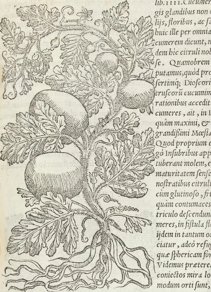 An illustration from Petri Andreae Matthioli Medici Senensis Commentarii, In Libros Sex Pedacii Dioscoridis Anazarbei, De Medica Materia: Adiectis quàm plurimis plantarum & animalium imaginibus, eodem authore, 1554, leaf 317