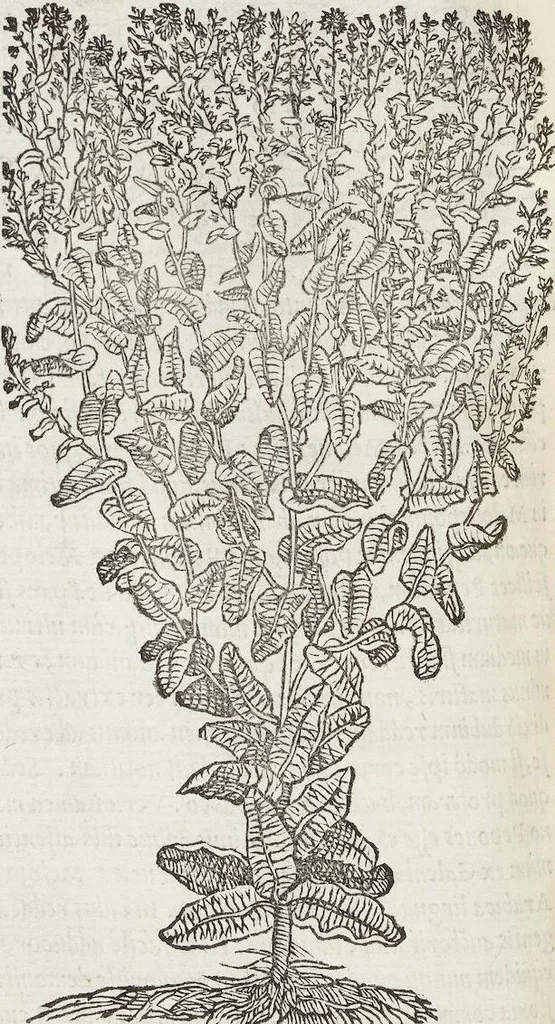 An illustration from Petri Andreae Matthioli Medici Senensis Commentarii, In Libros Sex Pedacii Dioscoridis Anazarbei, De Medica Materia: Adiectis quàm plurimis plantarum & animalium imaginibus, eodem authore, 1554, leaf 318
