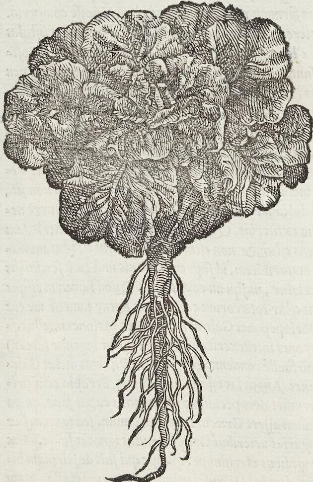 An illustration from Petri Andreae Matthioli Medici Senensis Commentarii, In Libros Sex Pedacii Dioscoridis Anazarbei, De Medica Materia: Adiectis quàm plurimis plantarum & animalium imaginibus, eodem authore, 1554, leaf 318