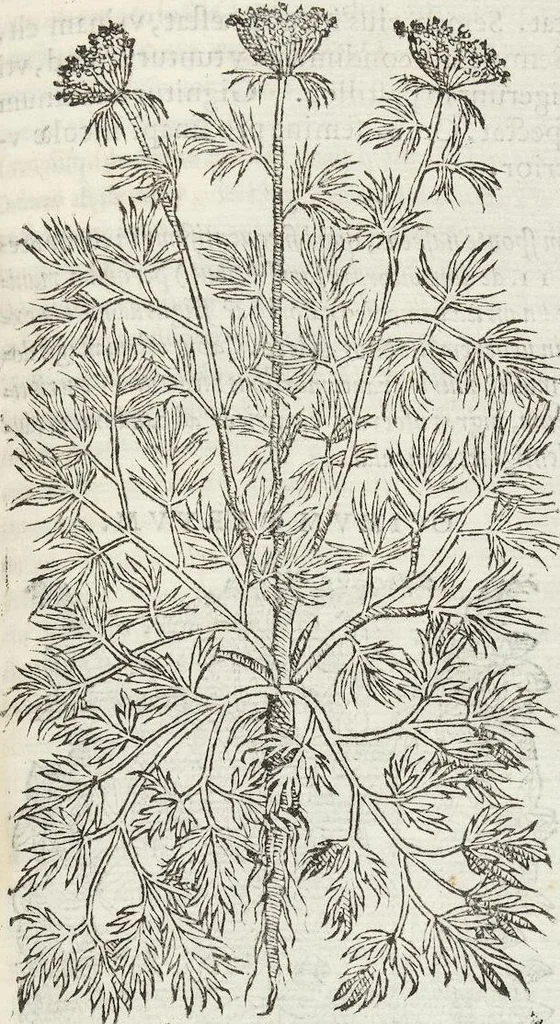 An illustration from Petri Andreae Matthioli Medici Senensis Commentarii, In Libros Sex Pedacii Dioscoridis Anazarbei, De Medica Materia: Adiectis quàm plurimis plantarum & animalium imaginibus, eodem authore, 1554, leaf 321
