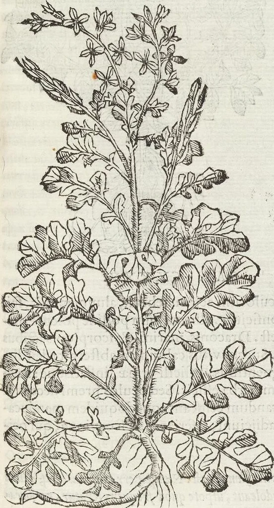 An illustration from Petri Andreae Matthioli Medici Senensis Commentarii, In Libros Sex Pedacii Dioscoridis Anazarbei, De Medica Materia: Adiectis quàm plurimis plantarum & animalium imaginibus, eodem authore, 1554, leaf 321