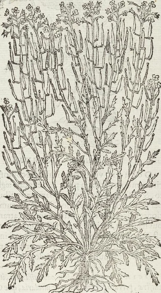An illustration from Petri Andreae Matthioli Medici Senensis Commentarii, In Libros Sex Pedacii Dioscoridis Anazarbei, De Medica Materia: Adiectis quàm plurimis plantarum & animalium imaginibus, eodem authore, 1554, leaf 321