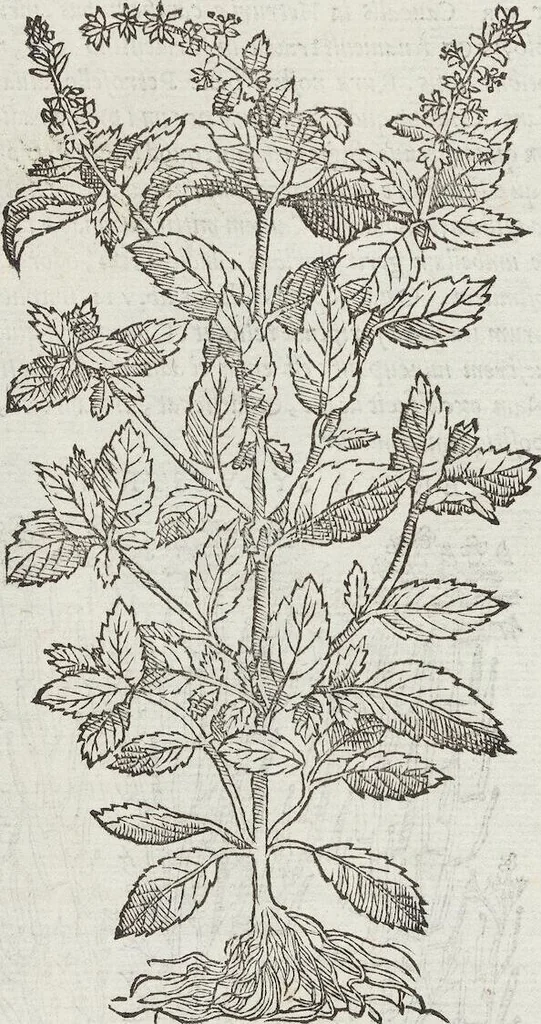 An illustration from Petri Andreae Matthioli Medici Senensis Commentarii, In Libros Sex Pedacii Dioscoridis Anazarbei, De Medica Materia: Adiectis quàm plurimis plantarum & animalium imaginibus, eodem authore, 1554, leaf 322