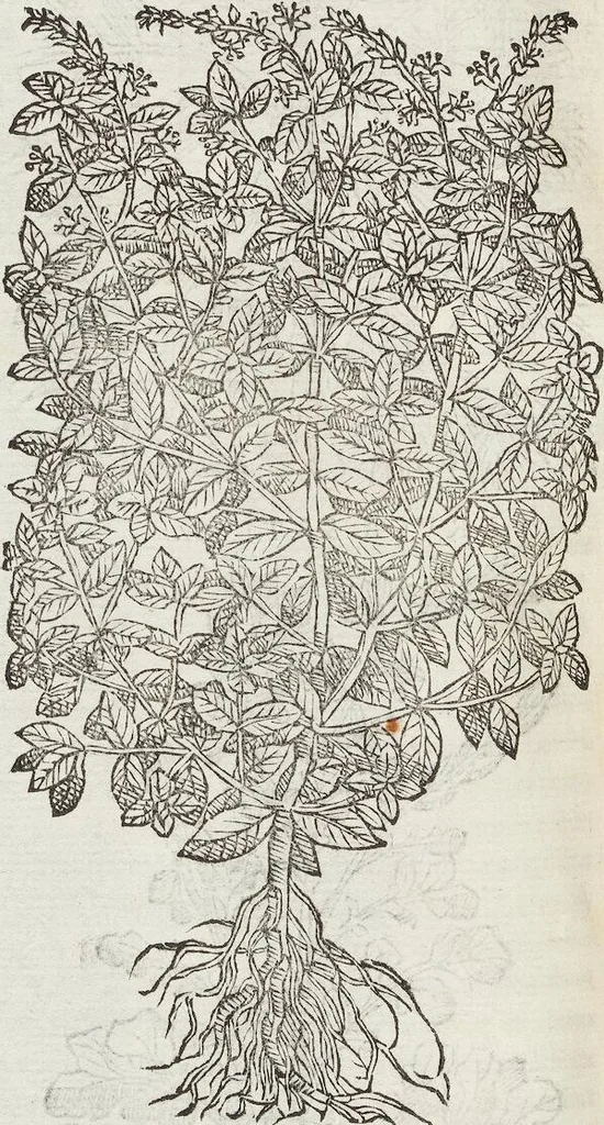 An illustration from Petri Andreae Matthioli Medici Senensis Commentarii, In Libros Sex Pedacii Dioscoridis Anazarbei, De Medica Materia: Adiectis quàm plurimis plantarum & animalium imaginibus, eodem authore, 1554, leaf 322