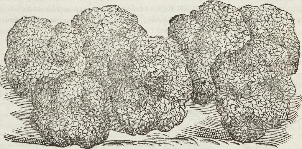 An illustration from Petri Andreae Matthioli Medici Senensis Commentarii, In Libros Sex Pedacii Dioscoridis Anazarbei, De Medica Materia: Adiectis quàm plurimis plantarum & animalium imaginibus, eodem authore, 1554, leaf 326