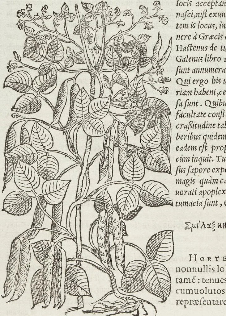 An illustration from Petri Andreae Matthioli Medici Senensis Commentarii, In Libros Sex Pedacii Dioscoridis Anazarbei, De Medica Materia: Adiectis quàm plurimis plantarum & animalium imaginibus, eodem authore, 1554, leaf 326