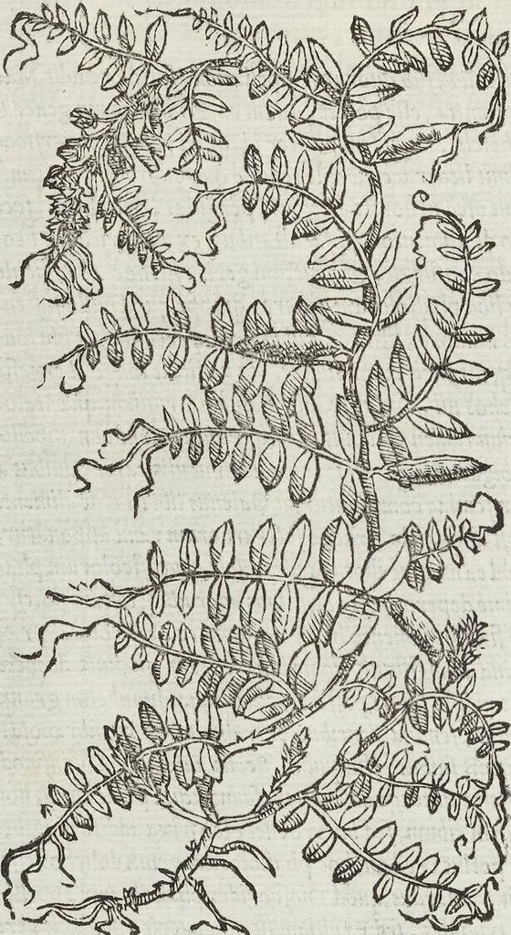 An illustration from Petri Andreae Matthioli Medici Senensis Commentarii, In Libros Sex Pedacii Dioscoridis Anazarbei, De Medica Materia: Adiectis quàm plurimis plantarum & animalium imaginibus, eodem authore, 1554, leaf 328