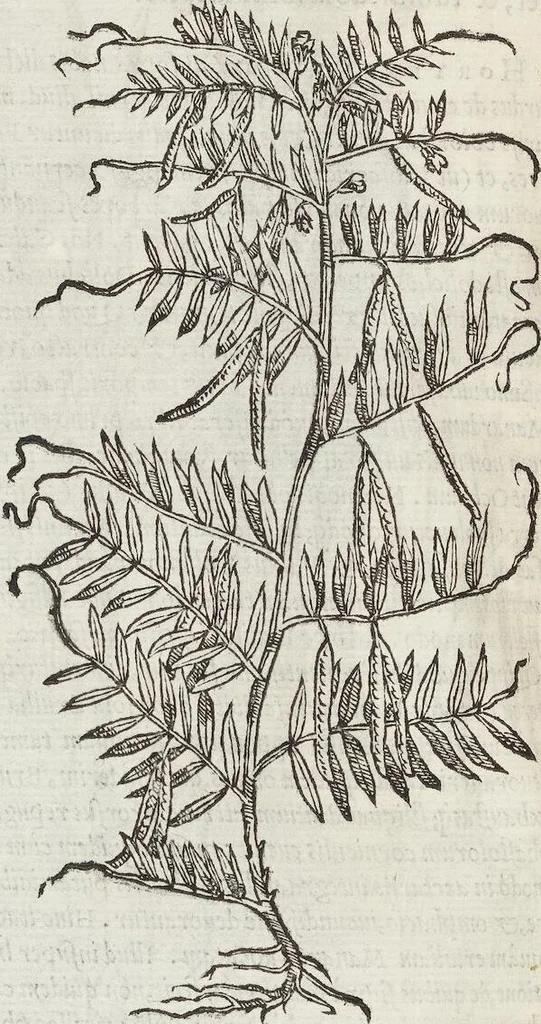 An illustration from Petri Andreae Matthioli Medici Senensis Commentarii, In Libros Sex Pedacii Dioscoridis Anazarbei, De Medica Materia: Adiectis quàm plurimis plantarum & animalium imaginibus, eodem authore, 1554, leaf 328