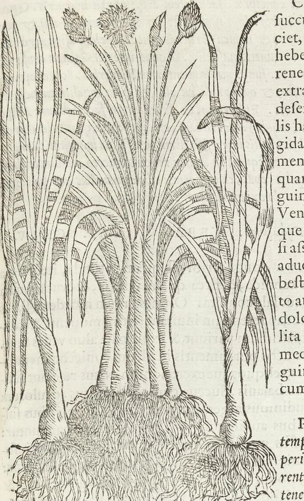 An illustration from Petri Andreae Matthioli Medici Senensis Commentarii, In Libros Sex Pedacii Dioscoridis Anazarbei, De Medica Materia: Adiectis quàm plurimis plantarum & animalium imaginibus, eodem authore, 1554, leaf 329