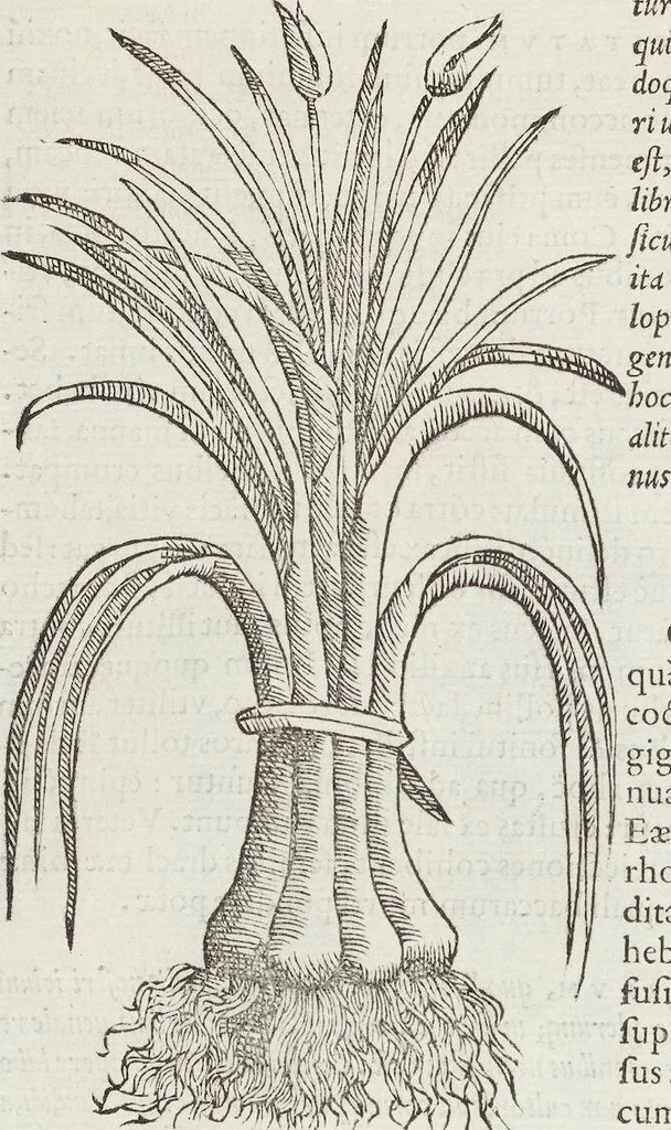An illustration from Petri Andreae Matthioli Medici Senensis Commentarii, In Libros Sex Pedacii Dioscoridis Anazarbei, De Medica Materia: Adiectis quàm plurimis plantarum & animalium imaginibus, eodem authore, 1554, leaf 330
