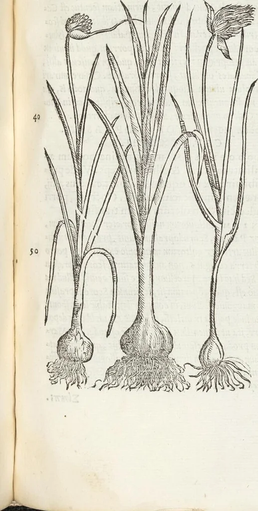 An illustration from Petri Andreae Matthioli Medici Senensis Commentarii, In Libros Sex Pedacii Dioscoridis Anazarbei, De Medica Materia: Adiectis quàm plurimis plantarum & animalium imaginibus, eodem authore, 1554, leaf 331