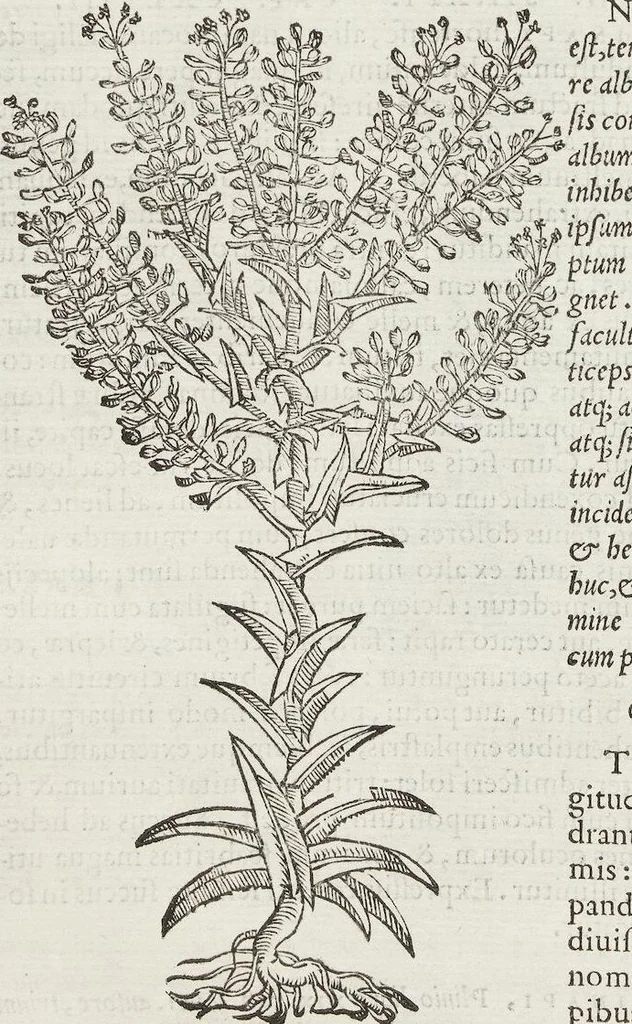 An illustration from Petri Andreae Matthioli Medici Senensis Commentarii, In Libros Sex Pedacii Dioscoridis Anazarbei, De Medica Materia: Adiectis quàm plurimis plantarum & animalium imaginibus, eodem authore, 1554, leaf 334
