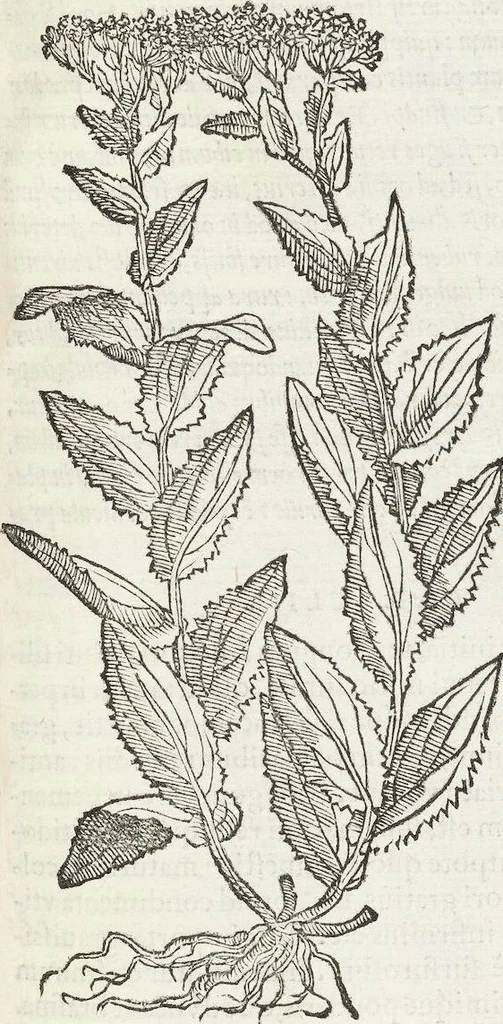 An illustration from Petri Andreae Matthioli Medici Senensis Commentarii, In Libros Sex Pedacii Dioscoridis Anazarbei, De Medica Materia: Adiectis quàm plurimis plantarum & animalium imaginibus, eodem authore, 1554, leaf 335