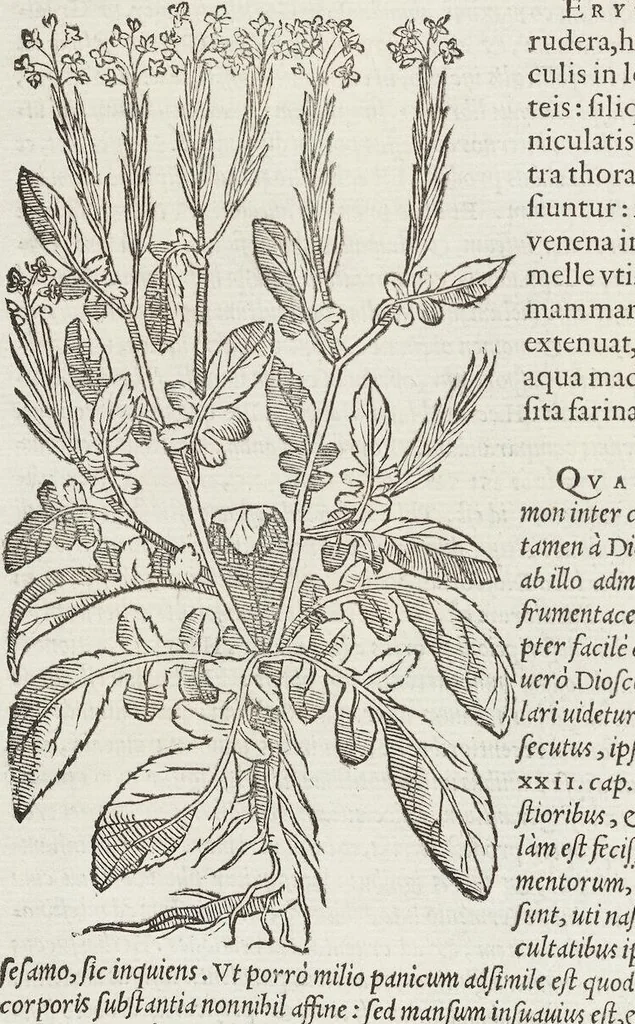 An illustration from Petri Andreae Matthioli Medici Senensis Commentarii, In Libros Sex Pedacii Dioscoridis Anazarbei, De Medica Materia: Adiectis quàm plurimis plantarum & animalium imaginibus, eodem authore, 1554, leaf 336