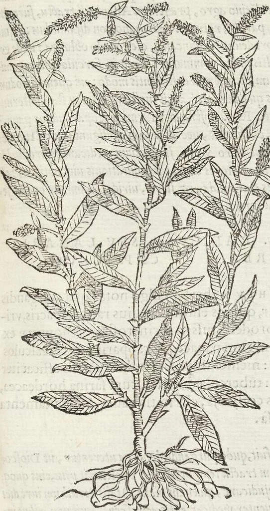 An illustration from Petri Andreae Matthioli Medici Senensis Commentarii, In Libros Sex Pedacii Dioscoridis Anazarbei, De Medica Materia: Adiectis quàm plurimis plantarum & animalium imaginibus, eodem authore, 1554, leaf 339