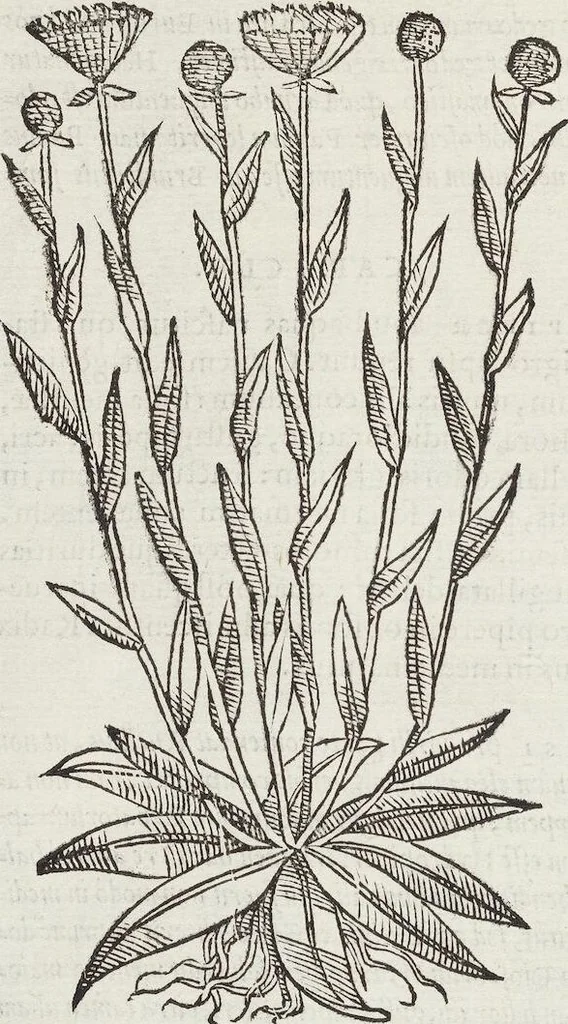 An illustration from Petri Andreae Matthioli Medici Senensis Commentarii, In Libros Sex Pedacii Dioscoridis Anazarbei, De Medica Materia: Adiectis quàm plurimis plantarum & animalium imaginibus, eodem authore, 1554, leaf 340