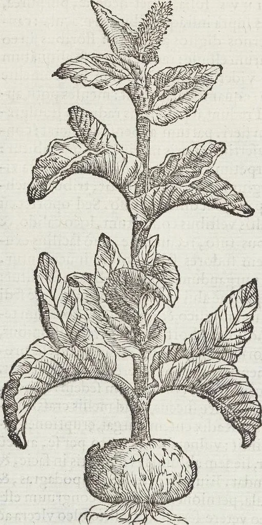 An illustration from Petri Andreae Matthioli Medici Senensis Commentarii, In Libros Sex Pedacii Dioscoridis Anazarbei, De Medica Materia: Adiectis quàm plurimis plantarum & animalium imaginibus, eodem authore, 1554, leaf 342