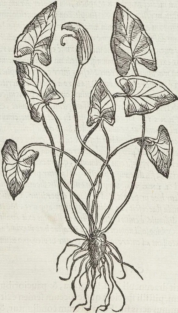 An illustration from Petri Andreae Matthioli Medici Senensis Commentarii, In Libros Sex Pedacii Dioscoridis Anazarbei, De Medica Materia: Adiectis quàm plurimis plantarum & animalium imaginibus, eodem authore, 1554, leaf 344