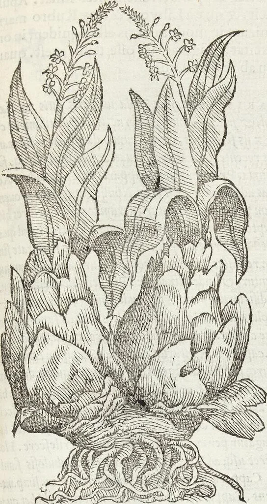 An illustration from Petri Andreae Matthioli Medici Senensis Commentarii, In Libros Sex Pedacii Dioscoridis Anazarbei, De Medica Materia: Adiectis quàm plurimis plantarum & animalium imaginibus, eodem authore, 1554, leaf 347