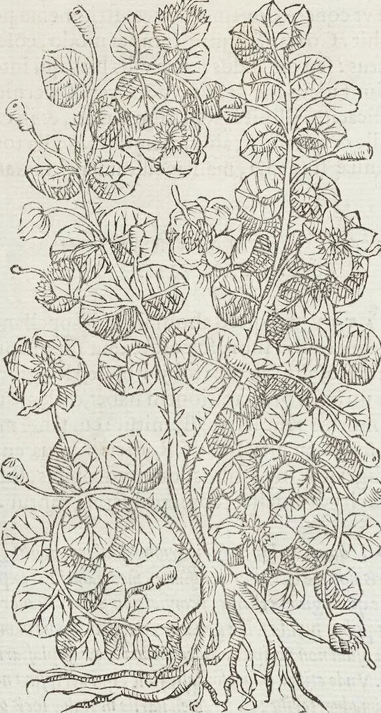 An illustration from Petri Andreae Matthioli Medici Senensis Commentarii, In Libros Sex Pedacii Dioscoridis Anazarbei, De Medica Materia: Adiectis quàm plurimis plantarum & animalium imaginibus, eodem authore, 1554, leaf 348