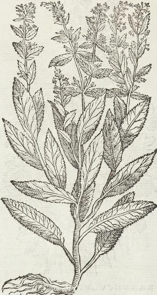 An illustration from Petri Andreae Matthioli Medici Senensis Commentarii, In Libros Sex Pedacii Dioscoridis Anazarbei, De Medica Materia: Adiectis quàm plurimis plantarum & animalium imaginibus, eodem authore, 1554, leaf 349