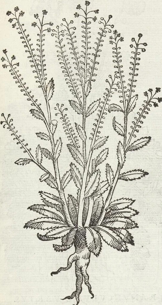 An illustration from Petri Andreae Matthioli Medici Senensis Commentarii, In Libros Sex Pedacii Dioscoridis Anazarbei, De Medica Materia: Adiectis quàm plurimis plantarum & animalium imaginibus, eodem authore, 1554, leaf 349