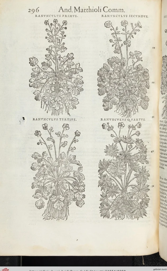 An illustration from Petri Andreae Matthioli Medici Senensis Commentarii, In Libros Sex Pedacii Dioscoridis Anazarbei, De Medica Materia: Adiectis quàm plurimis plantarum & animalium imaginibus, eodem authore, 1554, leaf 350