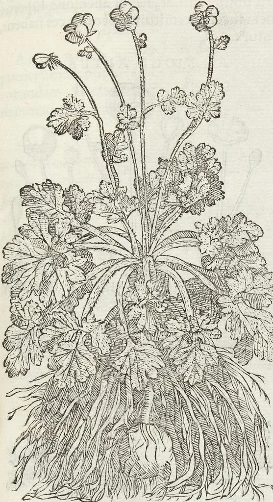 An illustration from Petri Andreae Matthioli Medici Senensis Commentarii, In Libros Sex Pedacii Dioscoridis Anazarbei, De Medica Materia: Adiectis quàm plurimis plantarum & animalium imaginibus, eodem authore, 1554, leaf 351