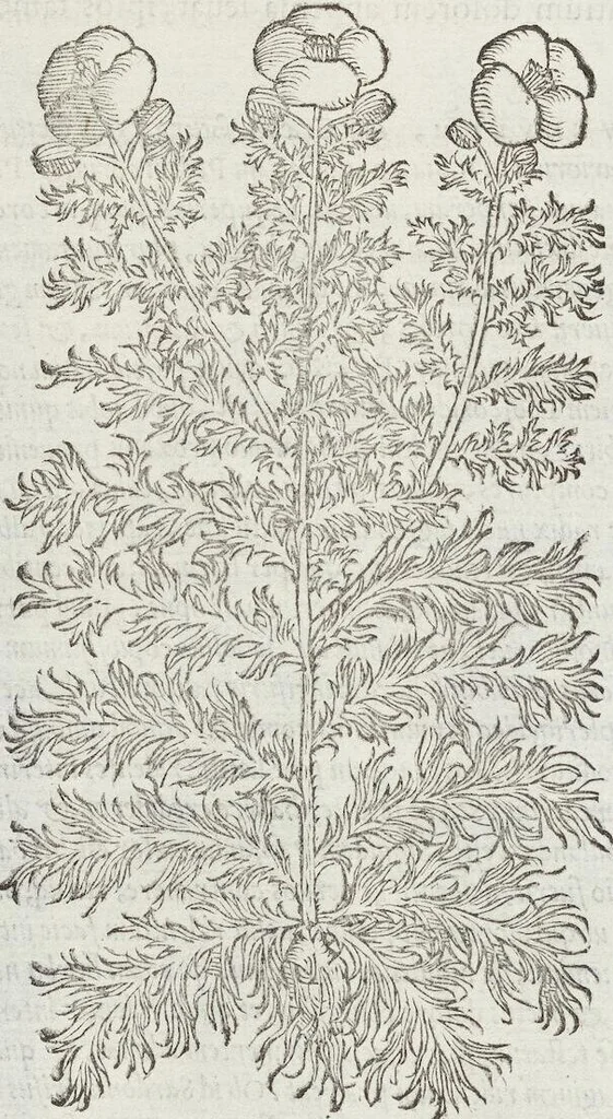 An illustration from Petri Andreae Matthioli Medici Senensis Commentarii, In Libros Sex Pedacii Dioscoridis Anazarbei, De Medica Materia: Adiectis quàm plurimis plantarum & animalium imaginibus, eodem authore, 1554, leaf 352
