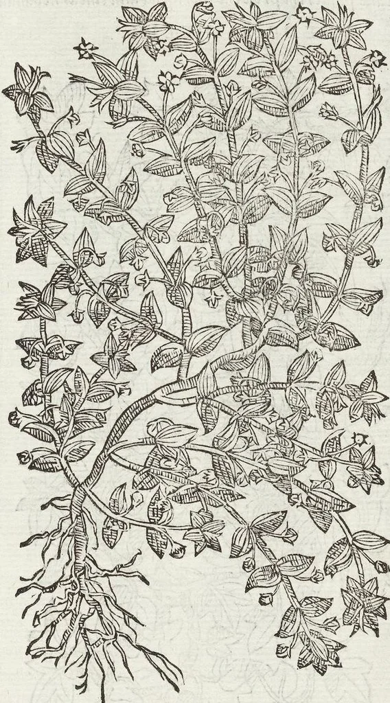 An illustration from Petri Andreae Matthioli Medici Senensis Commentarii, In Libros Sex Pedacii Dioscoridis Anazarbei, De Medica Materia: Adiectis quàm plurimis plantarum & animalium imaginibus, eodem authore, 1554, leaf 353