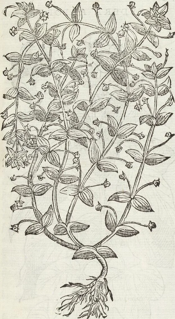 An illustration from Petri Andreae Matthioli Medici Senensis Commentarii, In Libros Sex Pedacii Dioscoridis Anazarbei, De Medica Materia: Adiectis quàm plurimis plantarum & animalium imaginibus, eodem authore, 1554, leaf 353